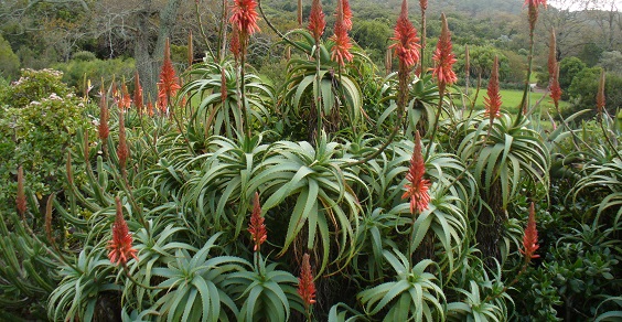 Aloe arborescens Compton