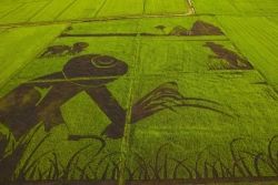 Rice_Art_greenpeace