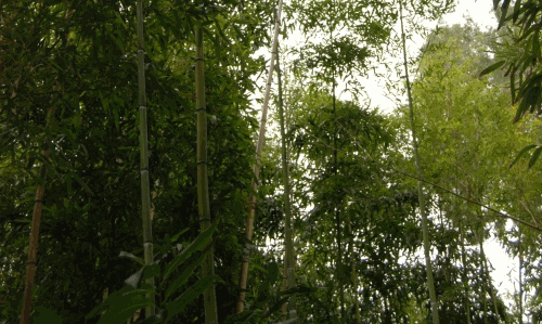 bambu_borgo_fogliano