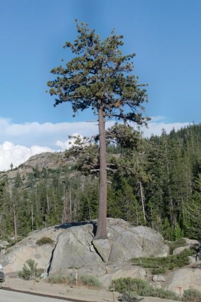 Pinus_ponderosa_albero-cresciuto-sulla-roccia