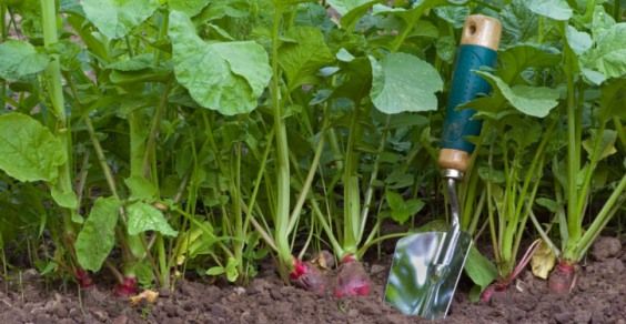 Coltivare un orto di ravanelli, qualche trucco per un buon raccolto
