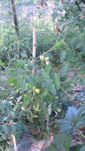 coltivare_i_pomodori