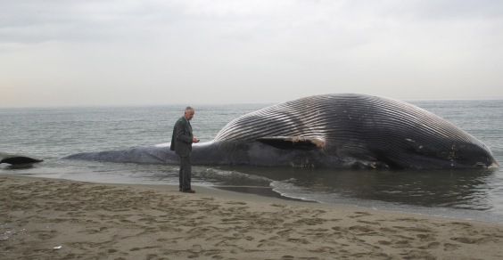 balena spiaggiata