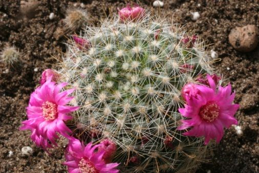 fiori_cactus