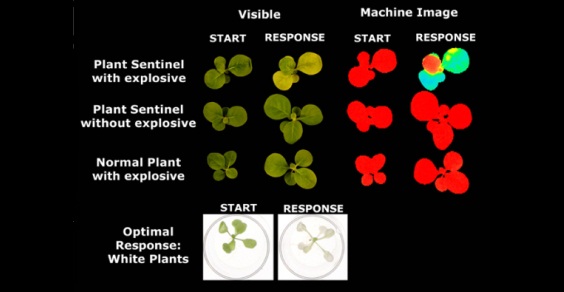 piante-antibombe