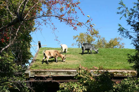 crazy-green-roofs-goats