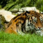 tigri_di_sumatra