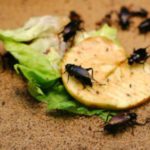 insetti_rimedi