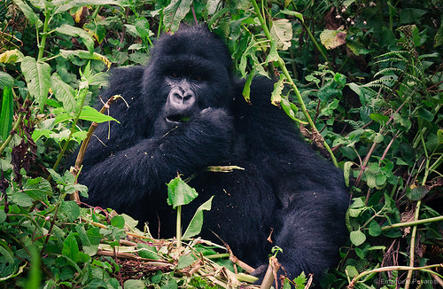 gorilla_ruanda