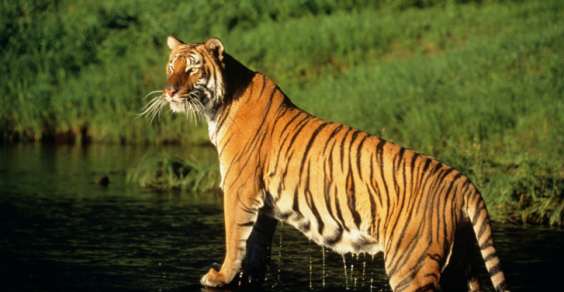 tigri_nepal