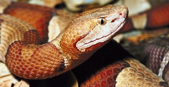 india_serpenti
