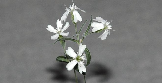 Silene-stenophylla