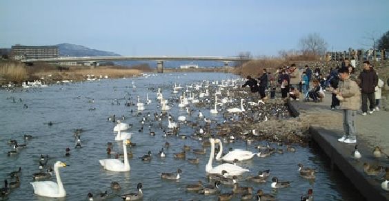 fukushima_swans_ducks