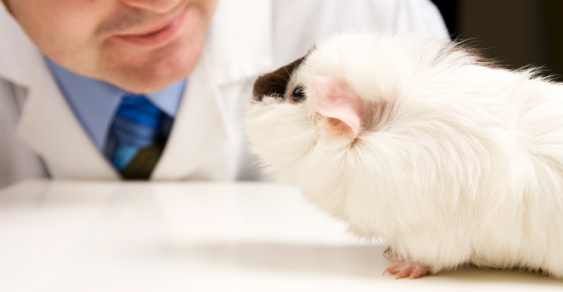 sperimentazione-animale-vivisezione-direttiva