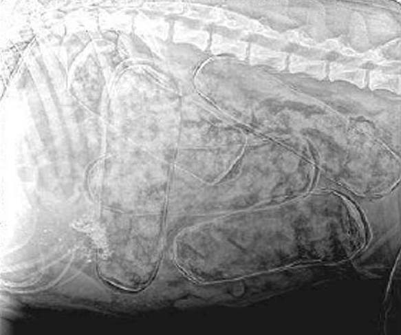 Radiografia delladdome del cane