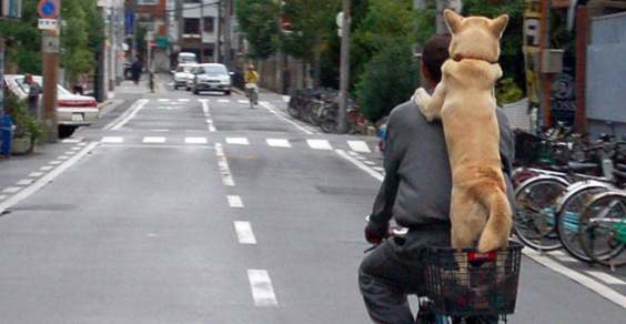 cane in bici