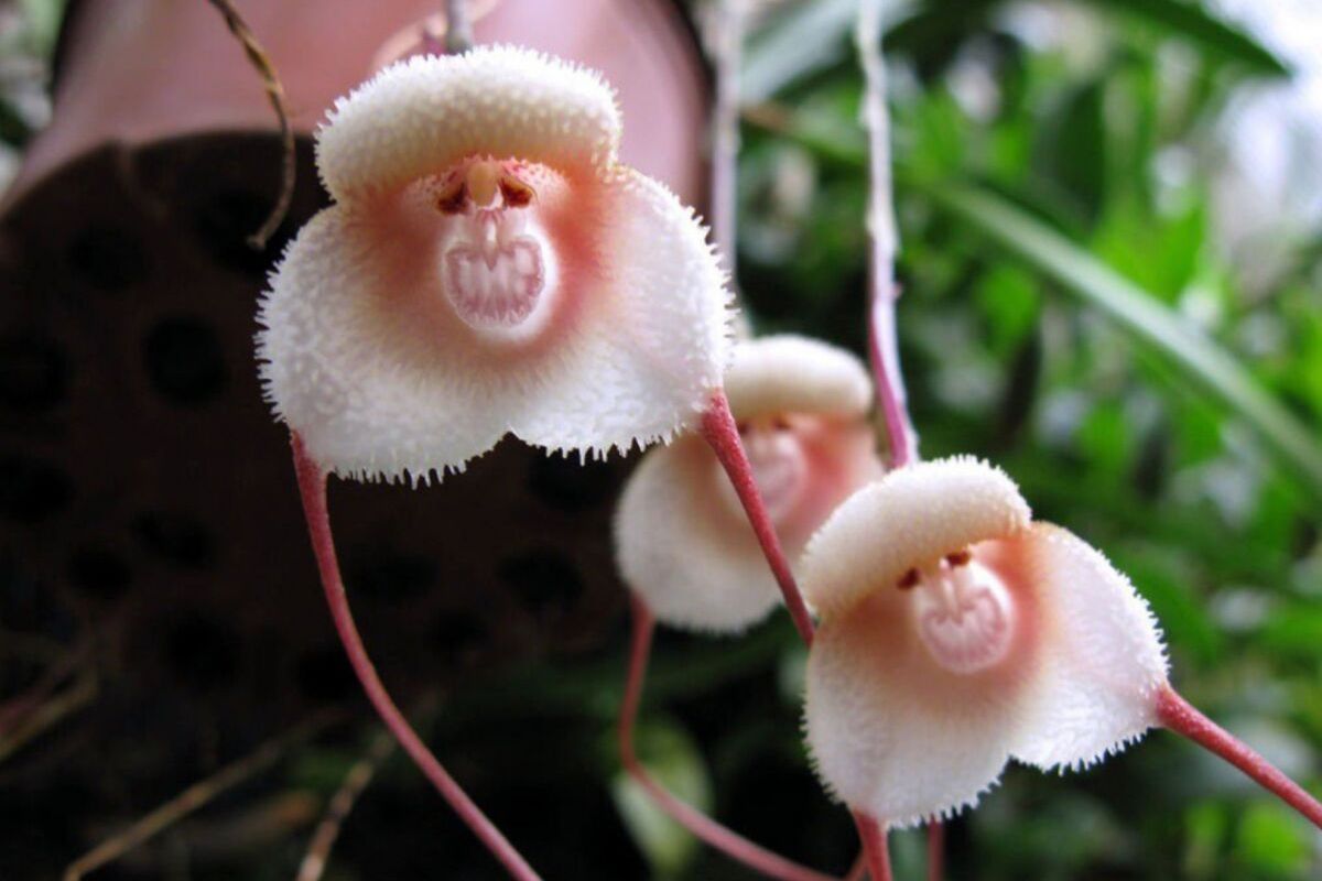 orchidea scimmia