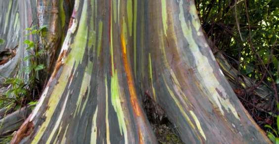 eucalipto arcobaleno