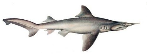 daggernose shark
