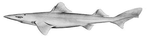 gulper shark