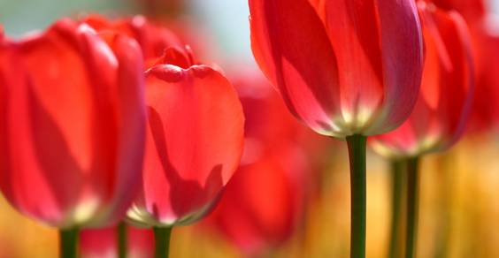 tulipani guerrilla gardening