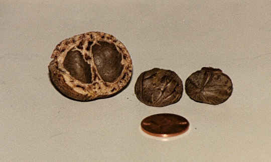 Mongongo nut2