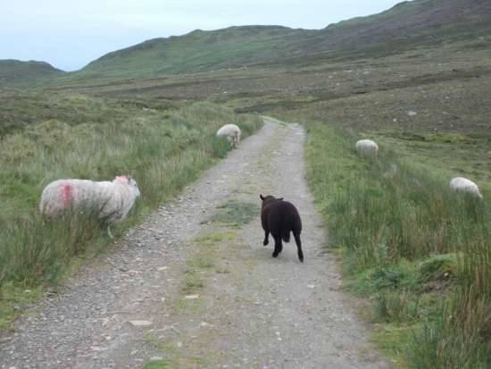 Pecore lungo il sentiero a valle delle Slieve Liegue