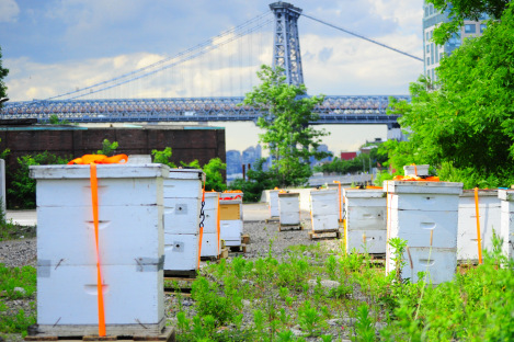 apicultura urbana new york