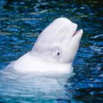 Noc, la balena bianca che imitava la voce umana