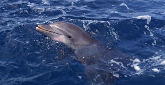 delfini portofino
