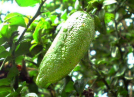 citrus caviale frutto