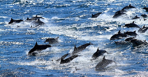delfini solomon
