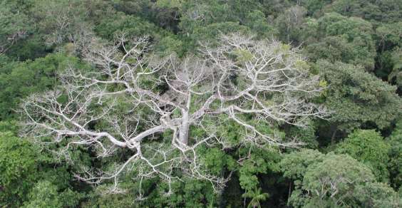 foresta amazzonica nasa