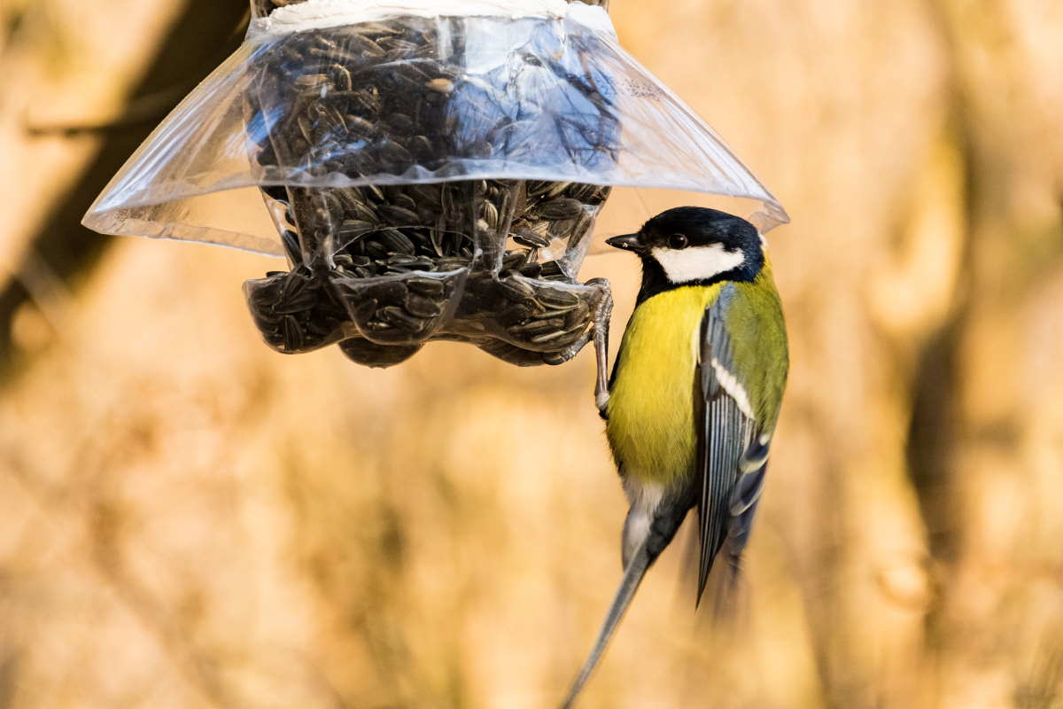 10 mangiatoie per uccelli con materiali riciclati - greenMe
