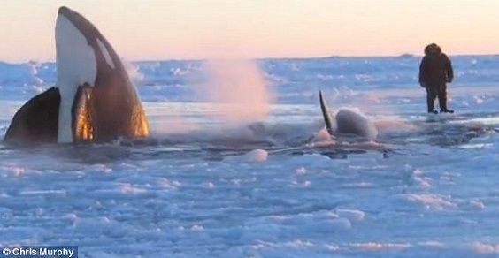 orche intrappolate