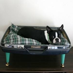 cuccia cane valigia