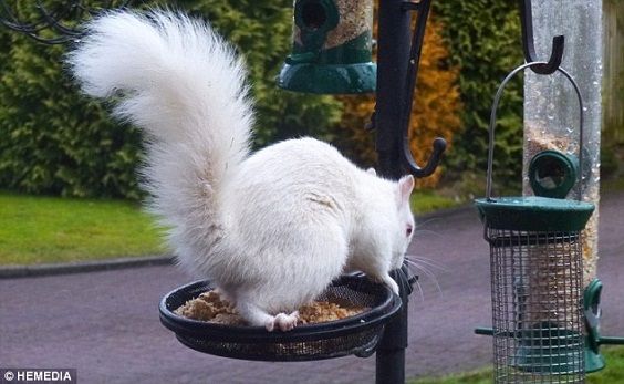 scoiattolo albino2