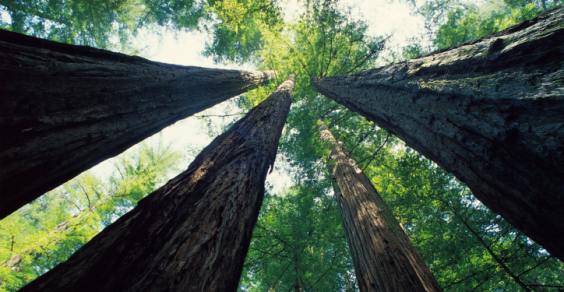 tutela alberi monumentali
