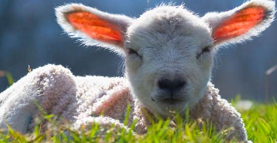 petizione per fermare la strage di agnellini