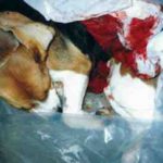 beagle vivisection