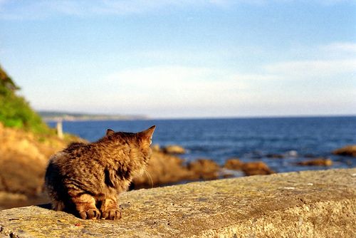 isola gatti - fonte foto: care2.com