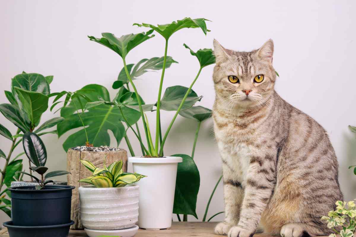 piante tossiche per i gatti