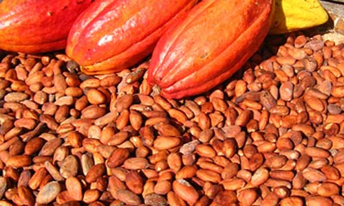 cacao-seeds