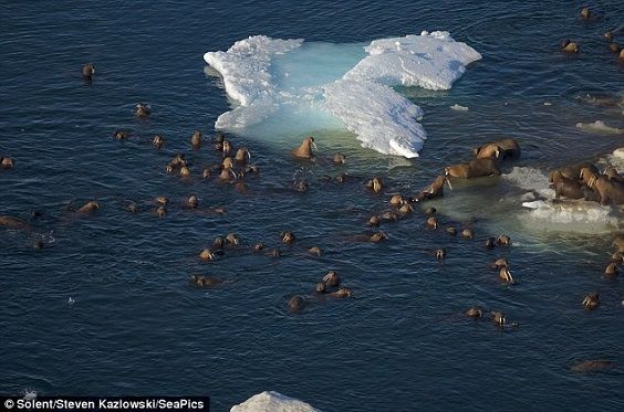 walrus island2