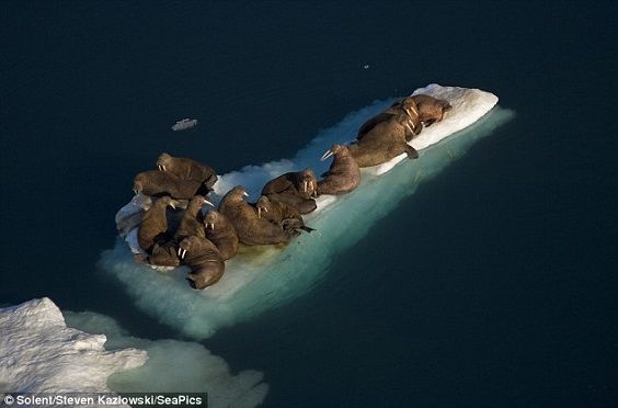 walrus island3