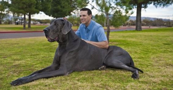 Big dog 03