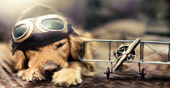 cane aereo