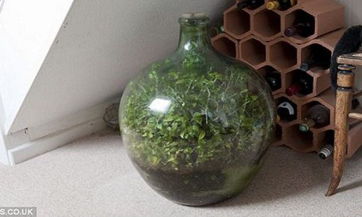Un Giardino In Bottiglia Vecchio Piu Di 50 Anni Scopri Come Realizzarlo Video Greenme