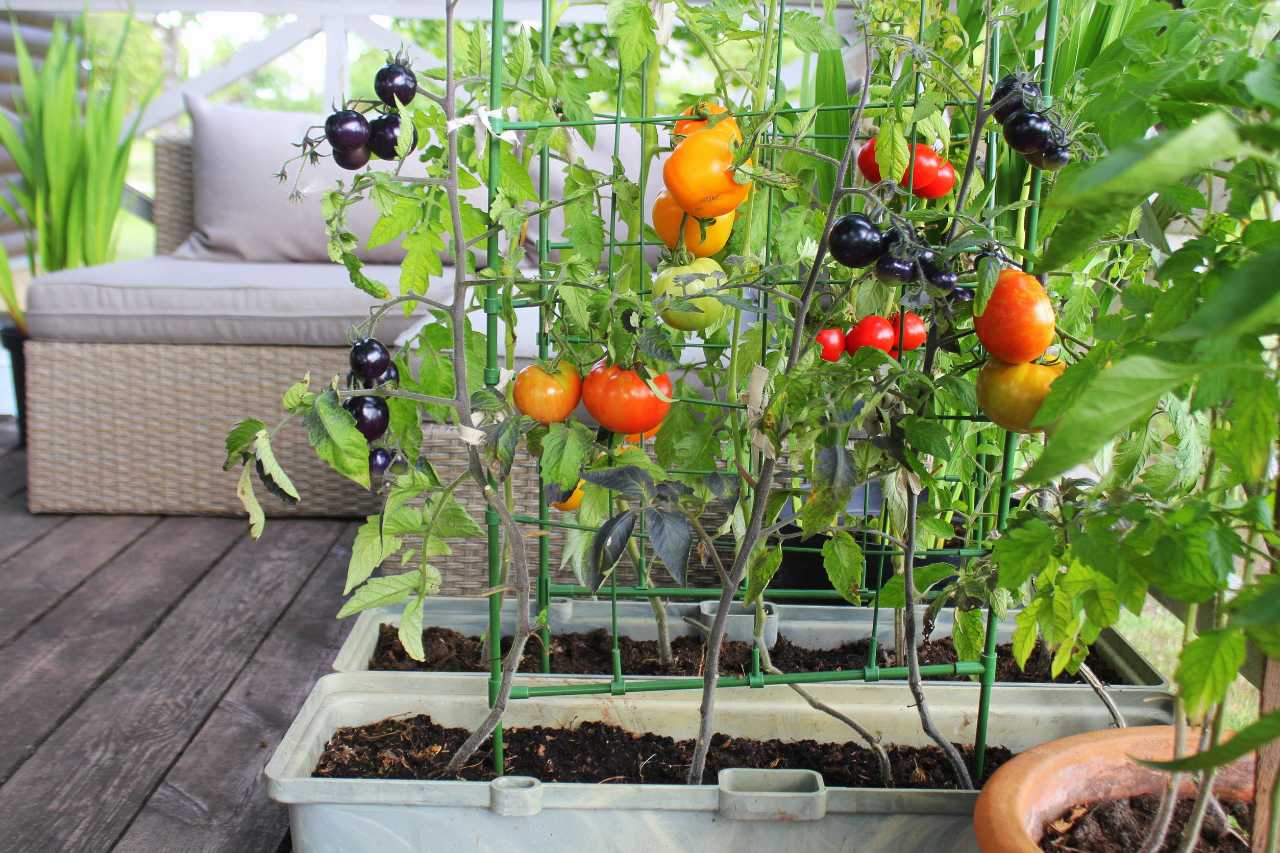Come coltivare i pomodori in vaso, nell'orto e a in giù: la - greenMe