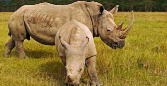 Ucciso l'ultimo rinoceronte del Mozambico - greenMe